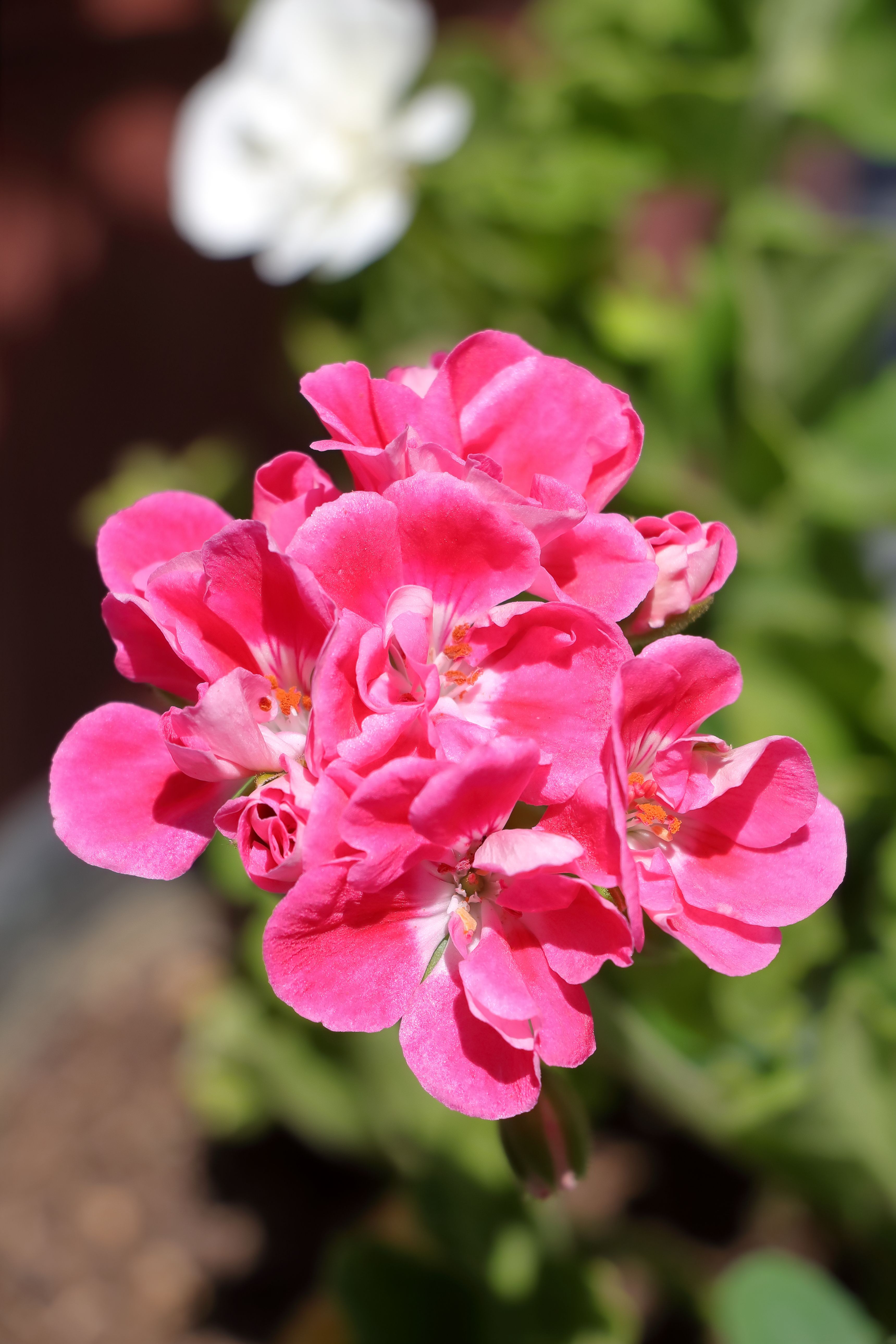 [ColoSach]-a-detailed-close-up-of-vivid-pink-geranium-flowers-in-sunny-outdoor-setting.