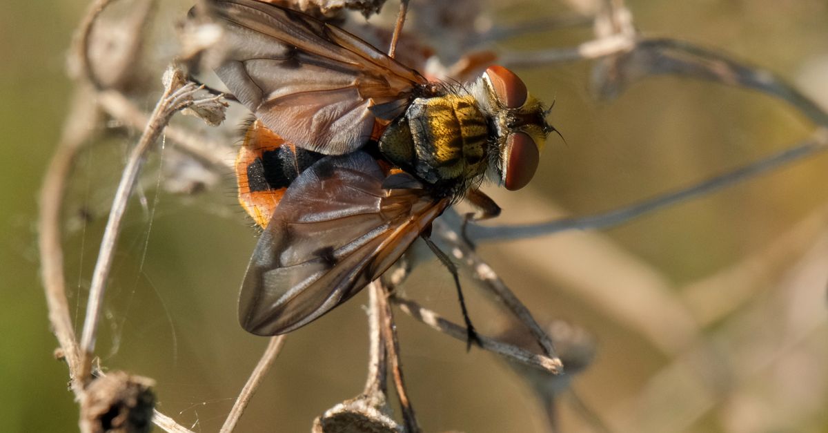 Field Fly Insect Close-Up of Yellow-Headed Fly on Stem · Free Stock Photo