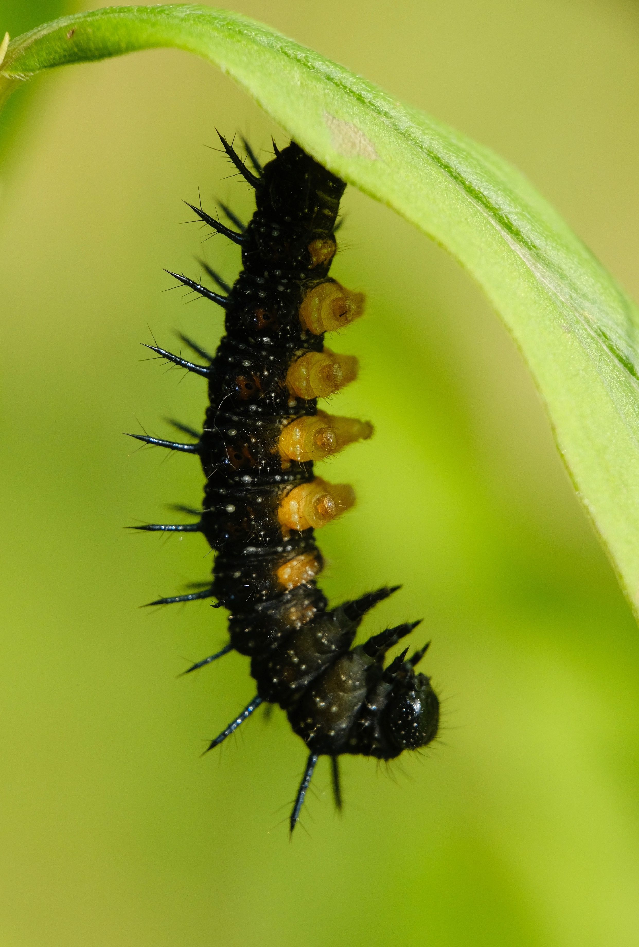 Close-Up of Spiky Black Caterpillar on Leaf · Free Stock Photo
