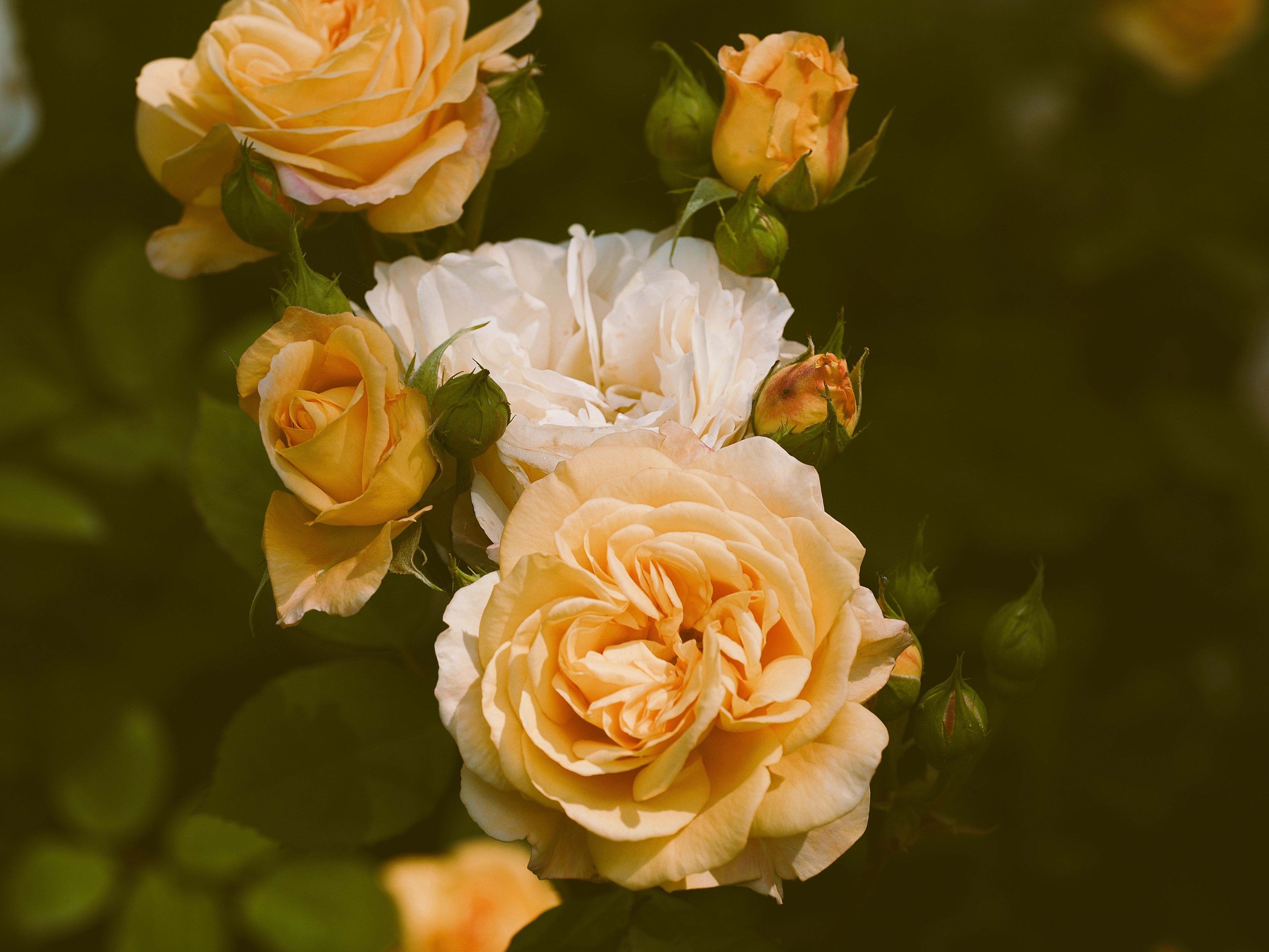 Floribunda Rose Photos, Download The BEST Free Floribunda Rose Stock ...