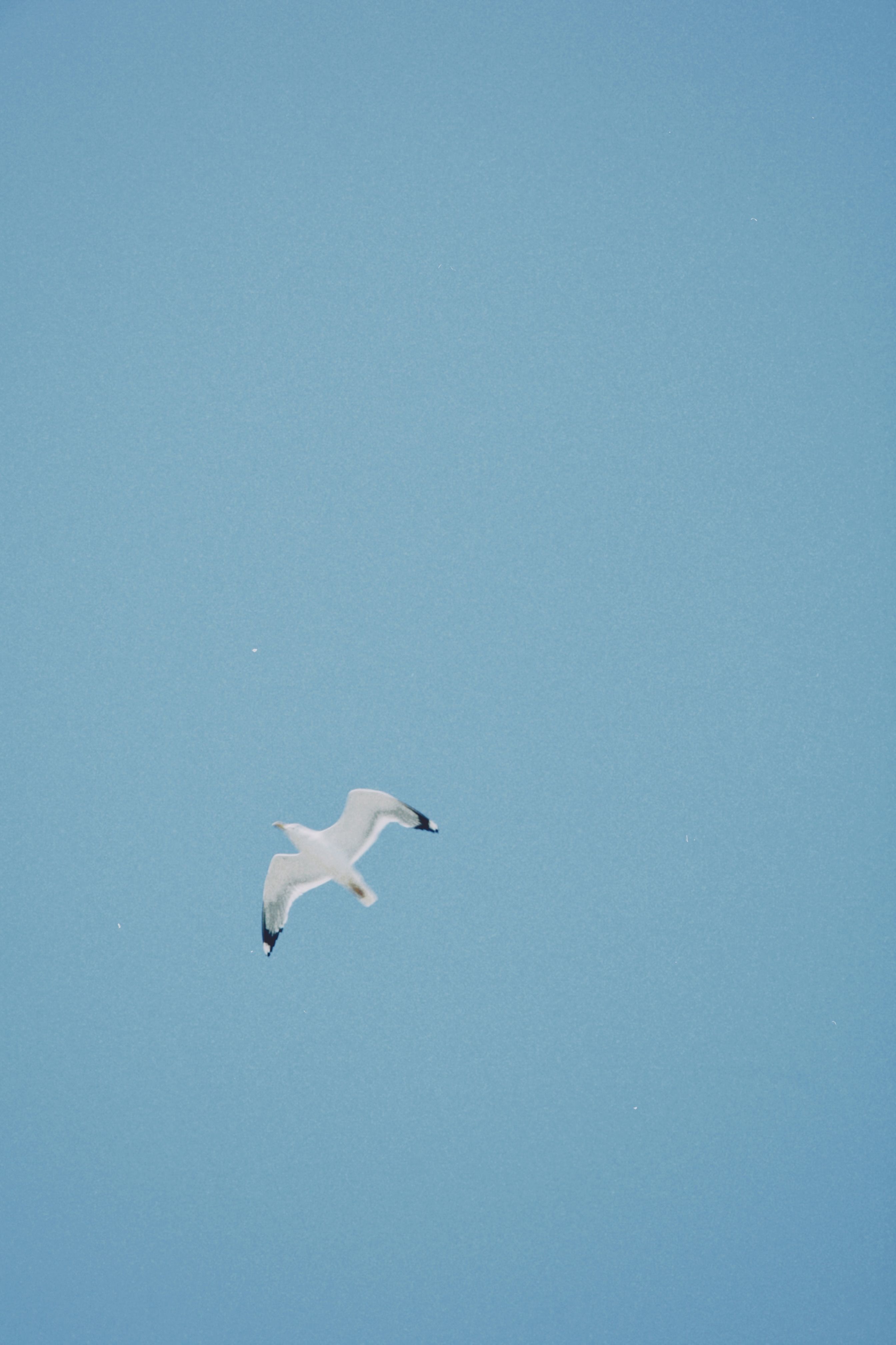 A seagull soars gracefully against a clear blue sky in Balkhash, Kazakhstan.