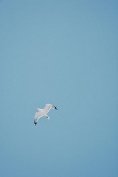 A seagull soars gracefully against a clear blue sky in Balkhash, Kazakhstan.