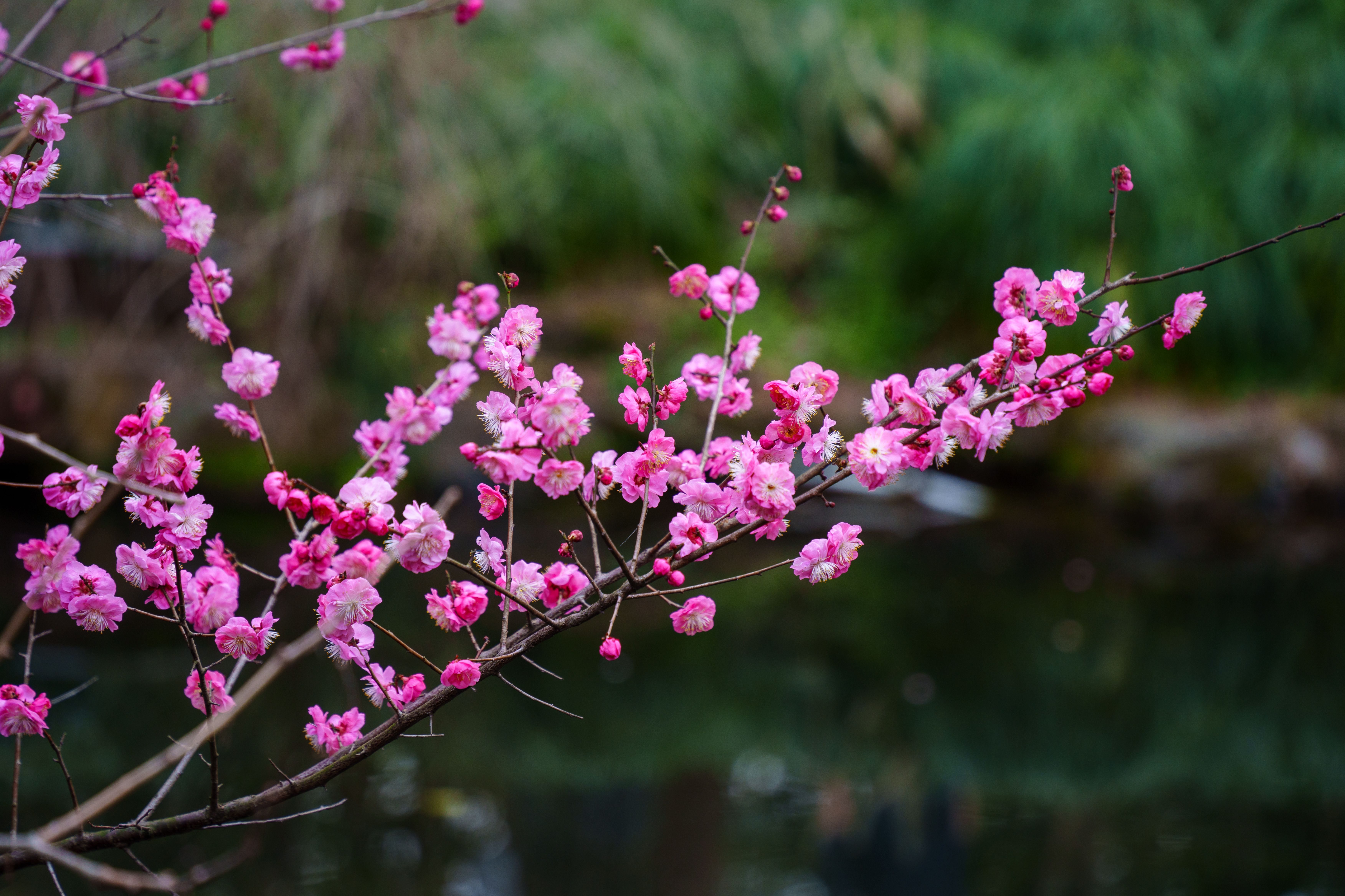 Vibrant Plum Blossoms in Hangzhou Garden · Free Stock Photo
