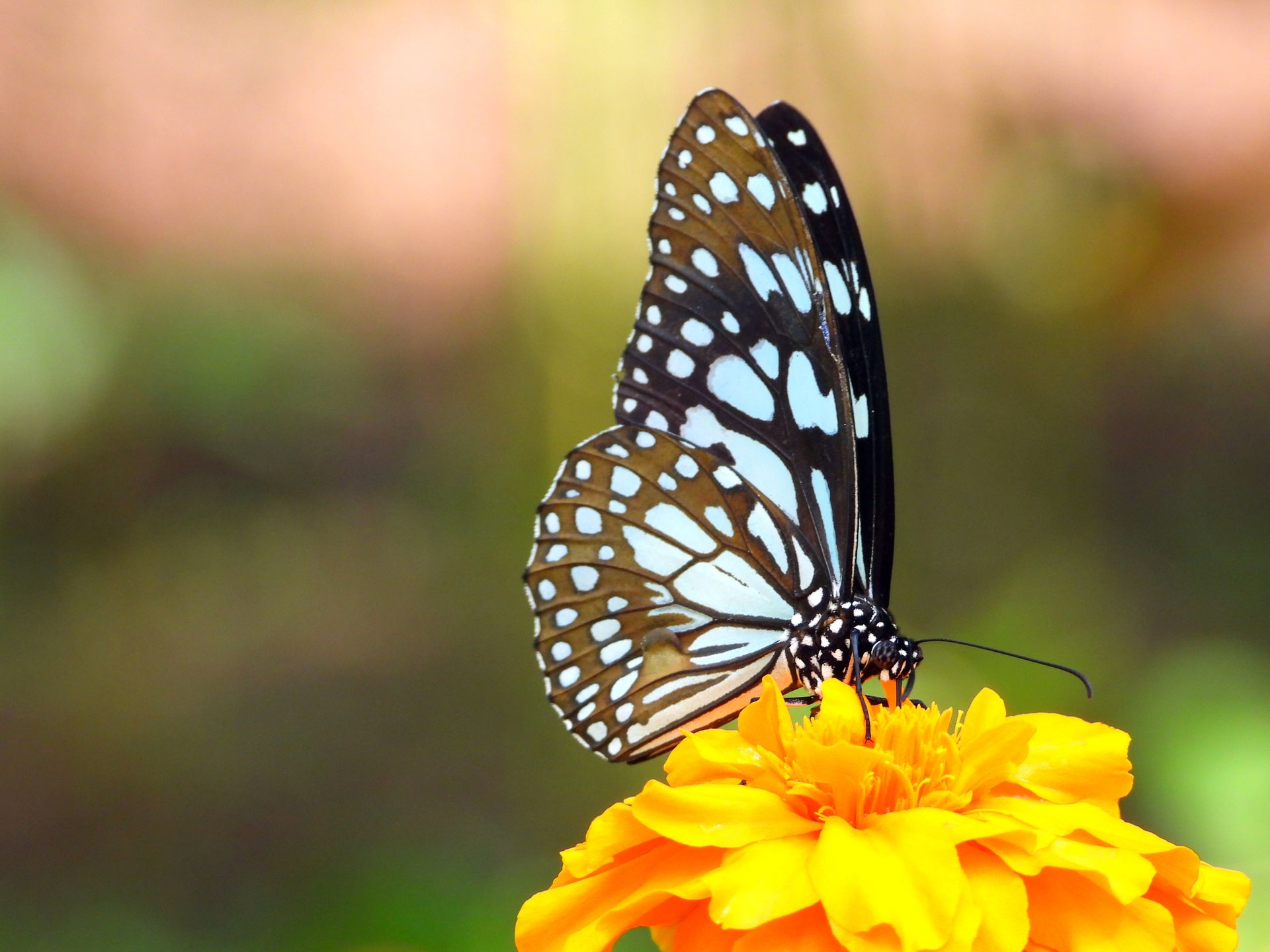 A striking Blue Tiger butterfly perched on a vibrant marigold flower in Gampaha, Sri Lanka.