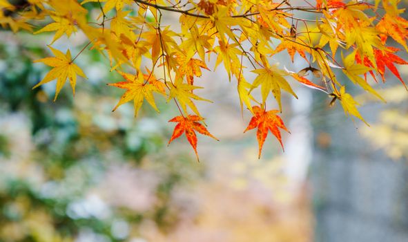 Bright yellow and red maple leaves in Hangzhou during autumn, showcasing nature's beauty.