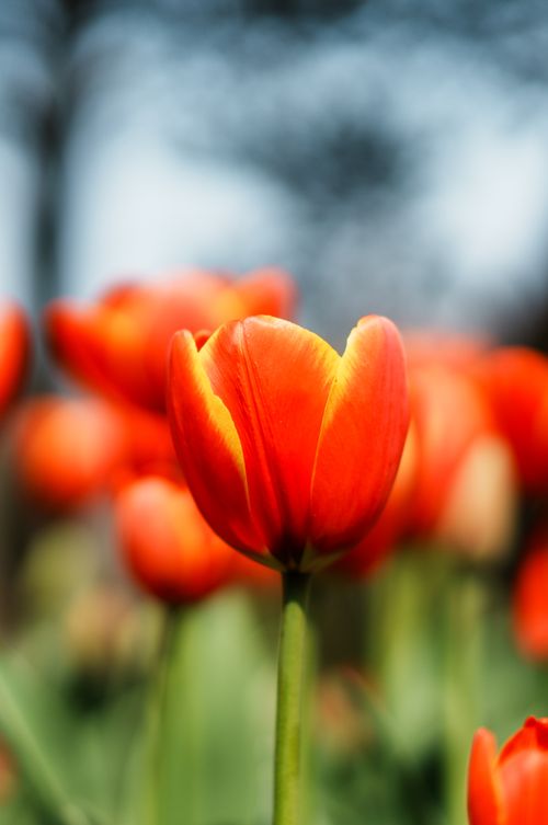 Free Vibrant orange tulips blooming under bright daylight in a garden in Hangzhou, China. Stock Photo