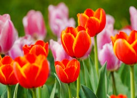 tulip 08