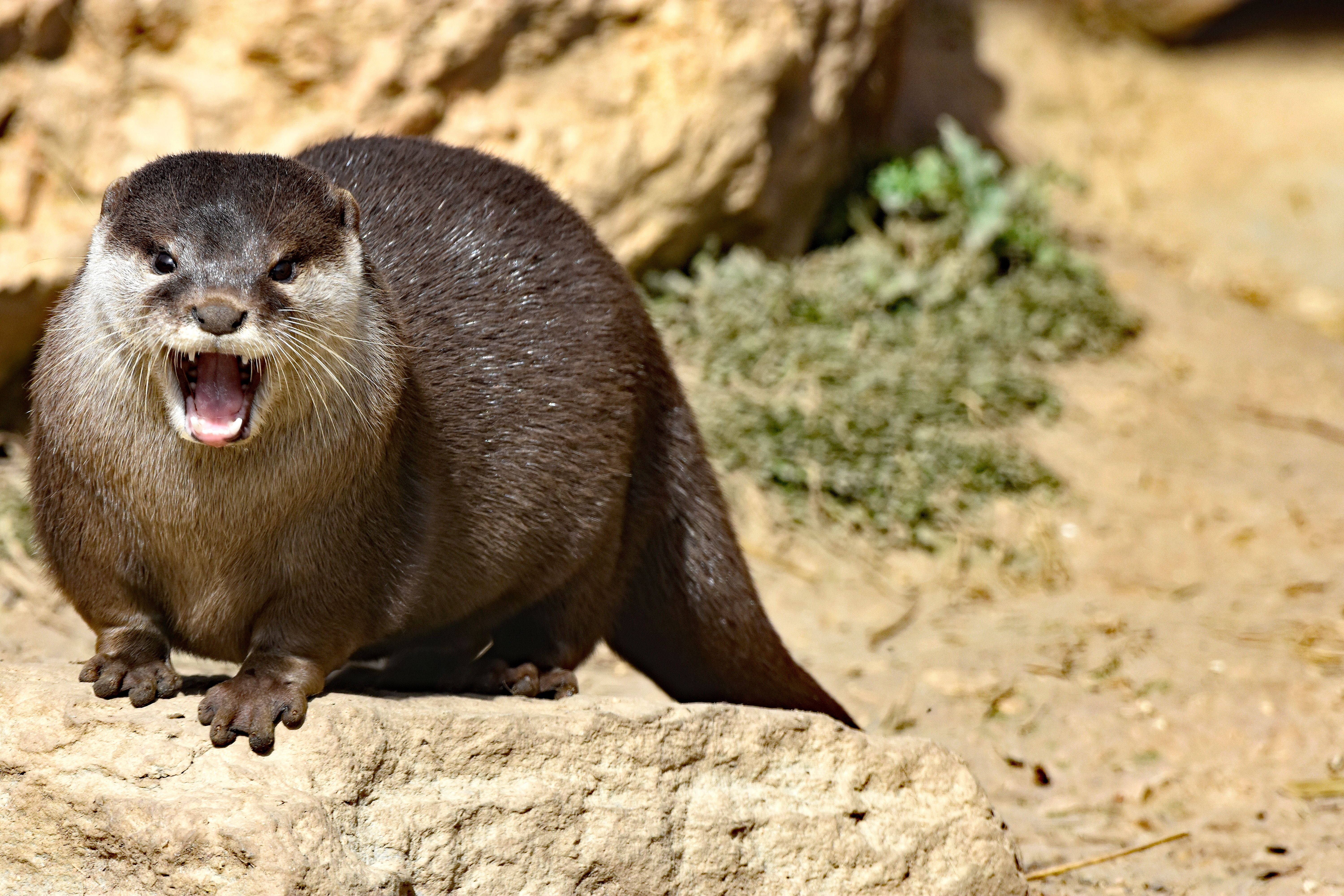 Close-up of an Asian small-clawed otter showing its playful side in a zoo setting.