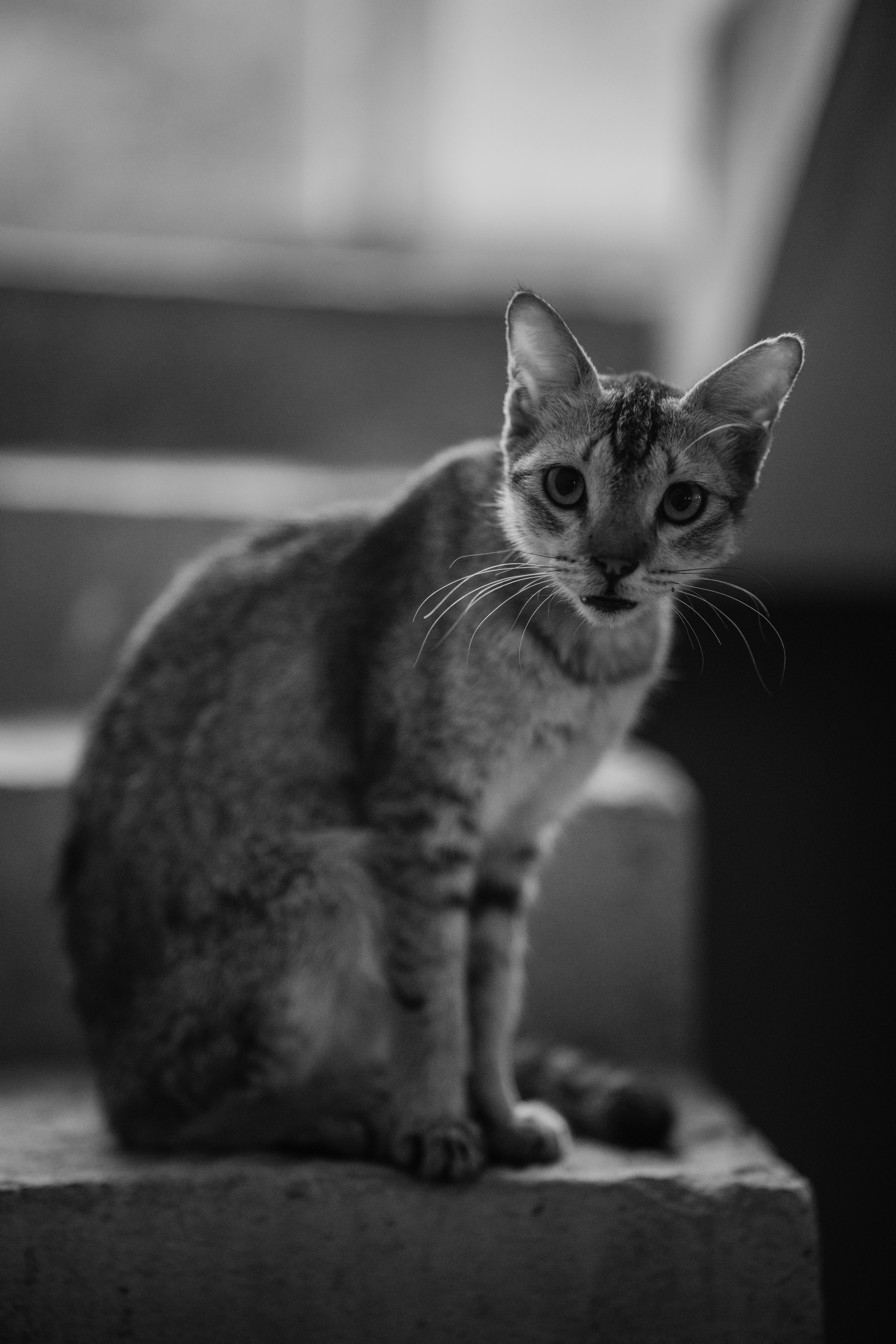 A monochrome portrait capturing a thoughtful stray cat sitting on concrete steps.