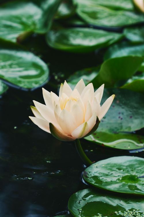 Free A serene white water lily amidst green lily pads in a tranquil pond. Stock Photo