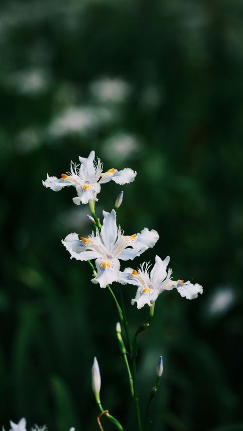 Free Close-up of delicate white orchid flowers with lush green background, captured outdoors. Stock Photo
