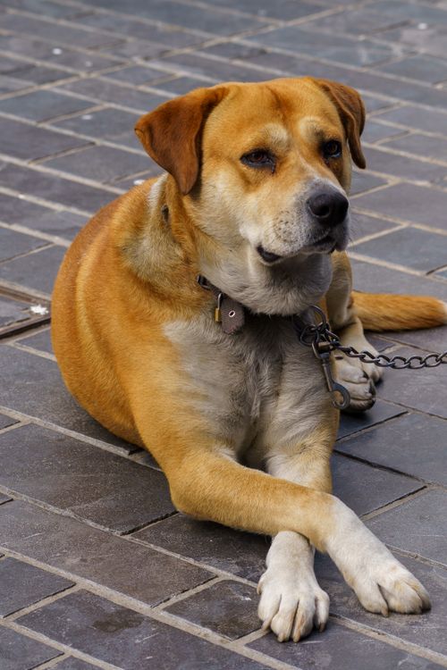 Free Charming brown and white dog relaxing on paved streets in Oostende, Belgium. Perfect for urban pet imagery. Stock Photo