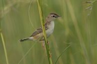 Close-up of an Ayres' Cisticola in Botswana, camouflaged among tall grasses.