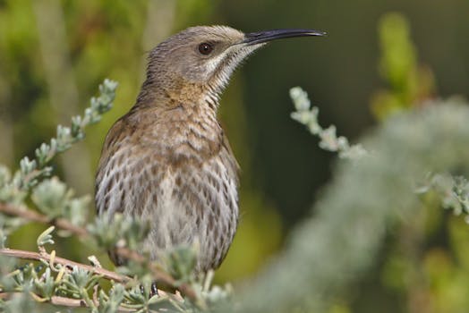 Close-up of a Cape Sugarbird (Promerops cafer) perched among foliage in Kirstenbosch, South Africa.