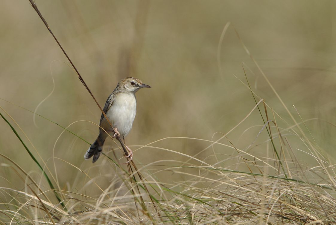 Rattling Cisticola Perched on Grass Stalk · Free Stock Photo