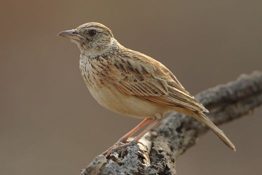 Close-up of a Rufous-Naped Lark perched on a branch in Pilanesberg.