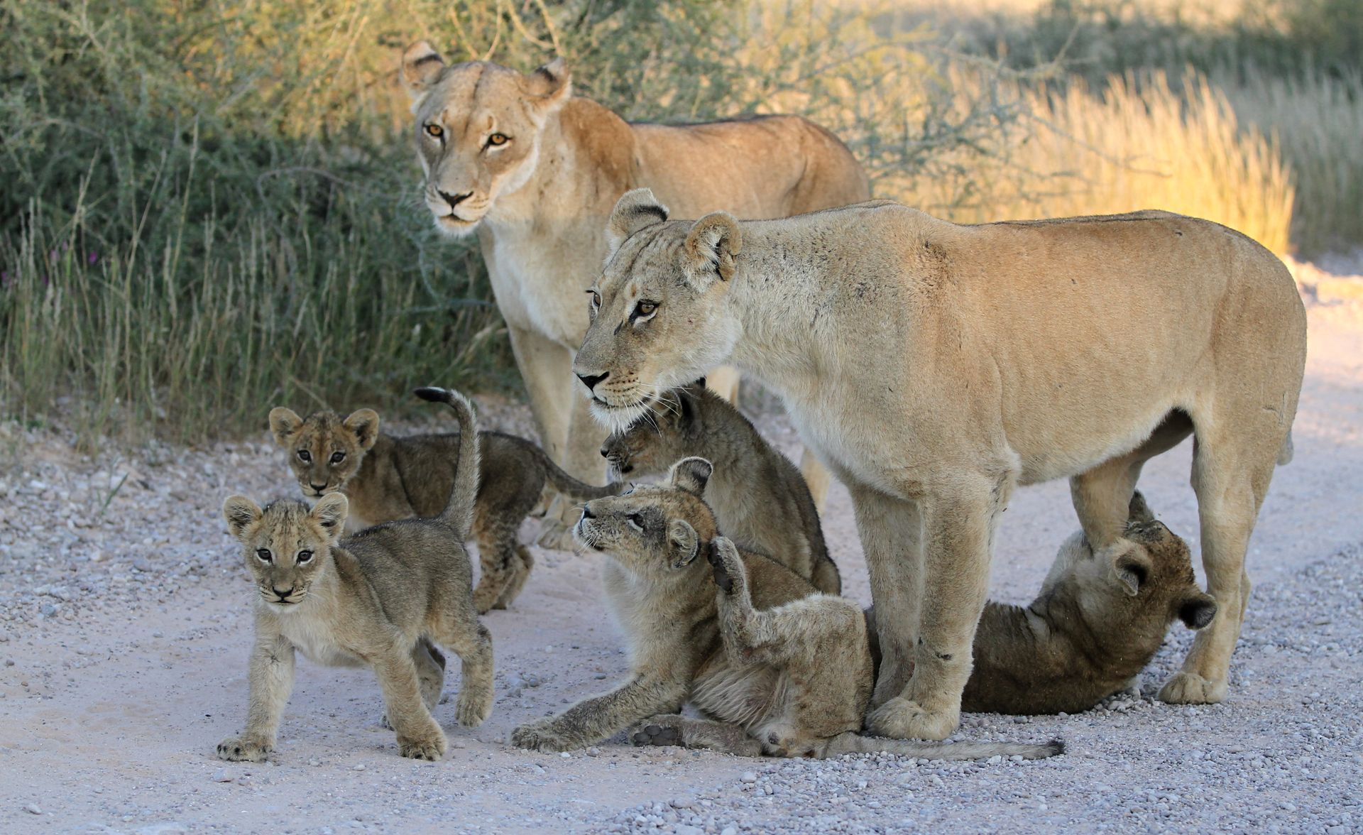 Pride of lions with cubs navigating their natural habitat, showcasing wild life behaviors.