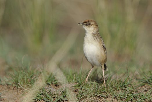 Close-up of a Levaillant's Cisticola (Cisticola tinniens) standing in grass.