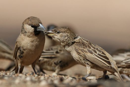 Sociable weaver birds interacting in the Kgalagadi Transfrontier Park, Northern Cape.
