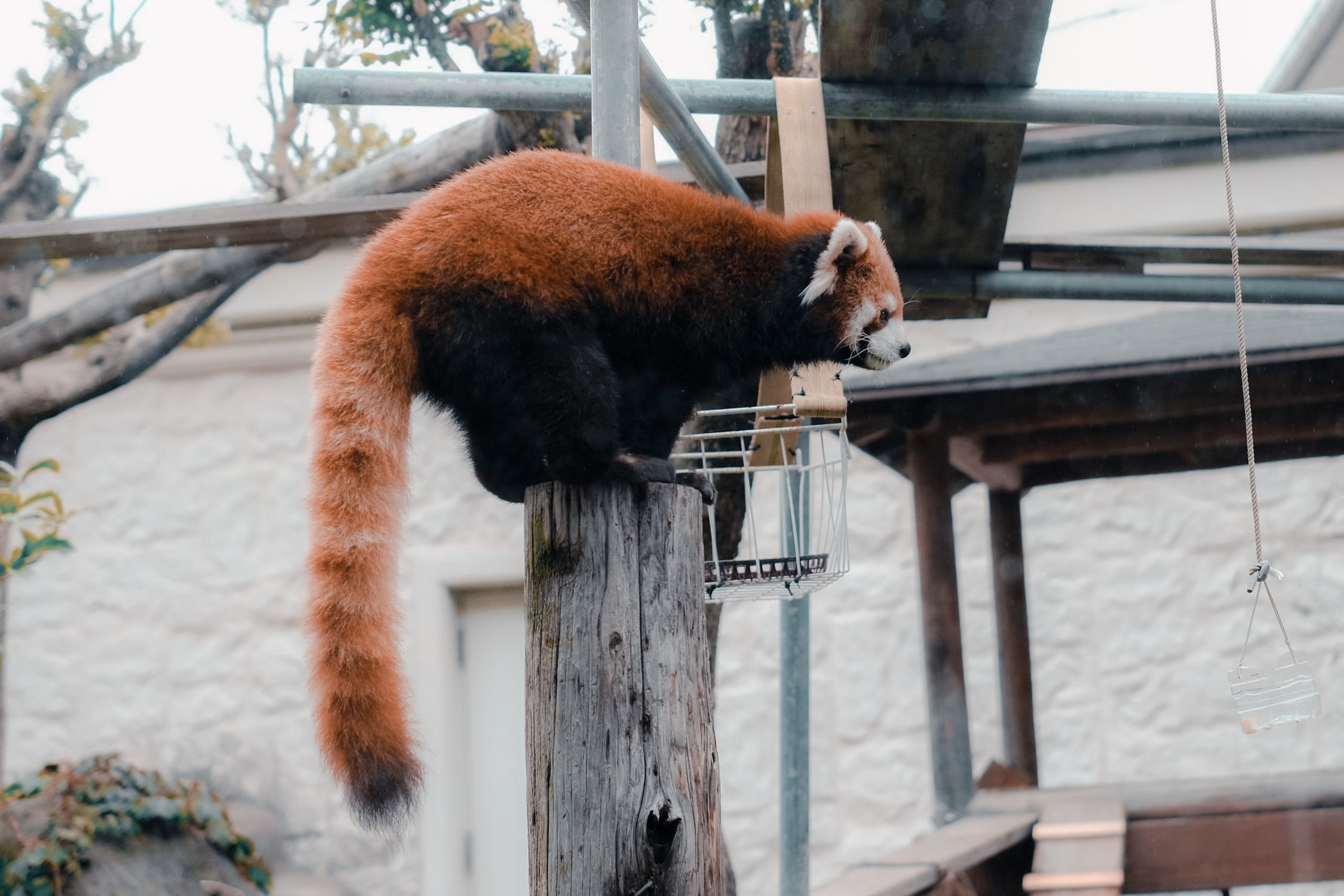 Red Panda Balancing on Post in Zoo Habitat · Free Stock Photo
