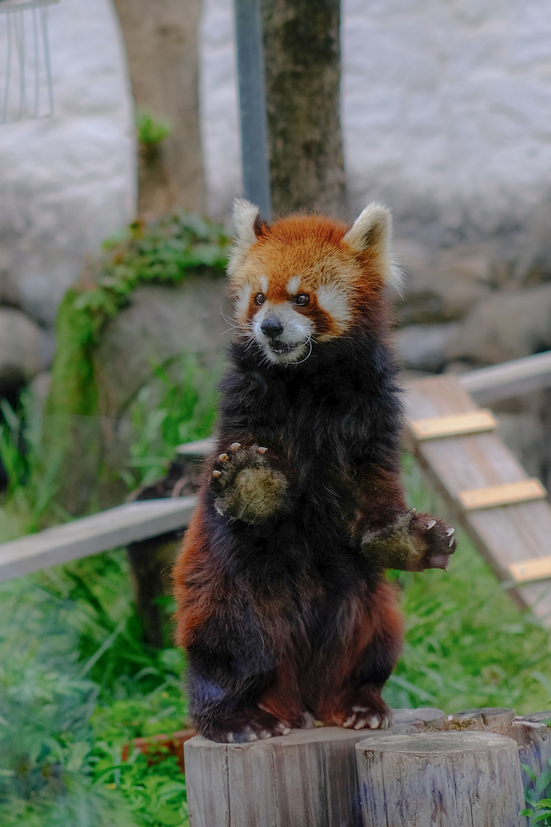 Red Panda Standing on Tree Stump Outdoors · Free Stock Photo