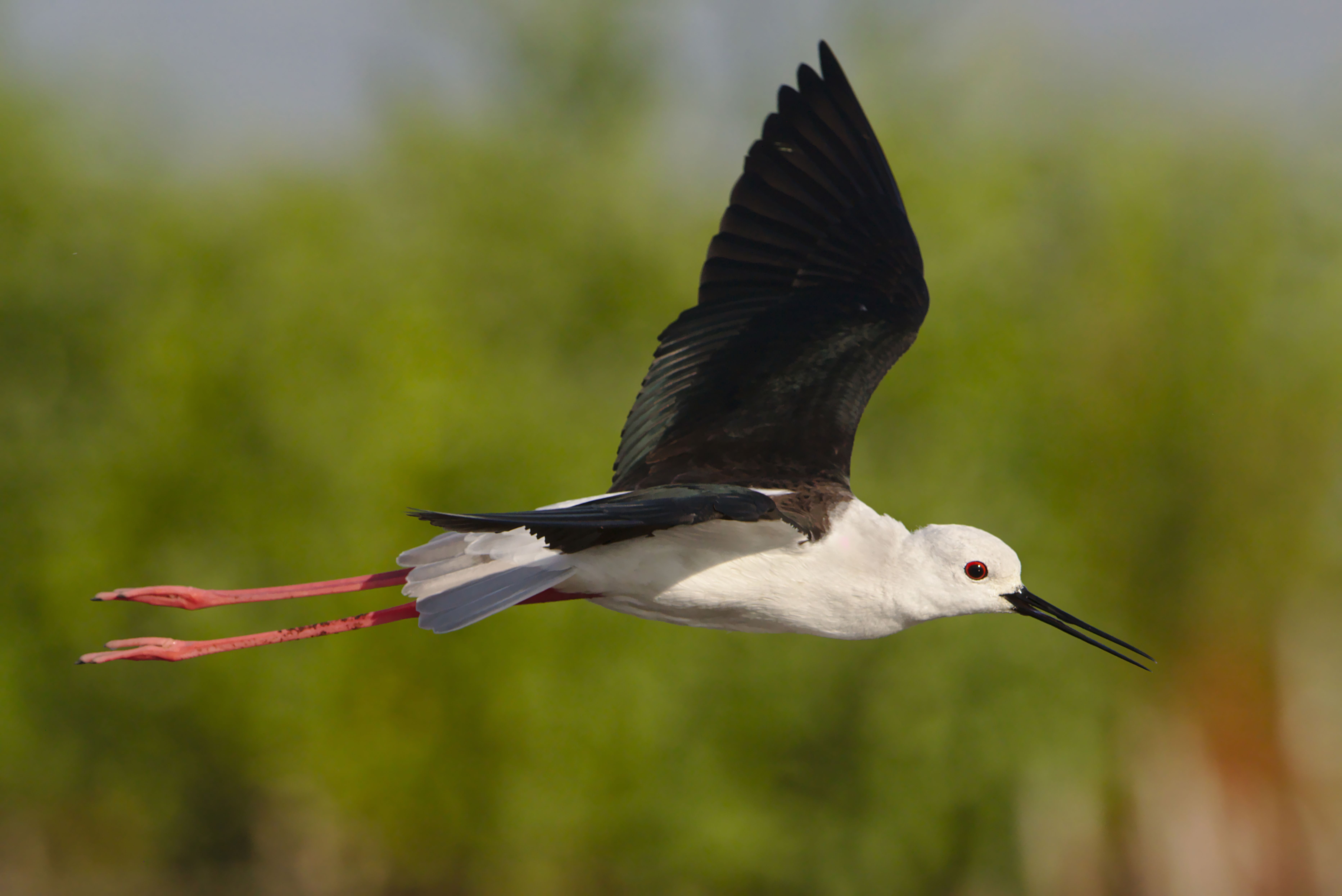 Black-Winged Stilt in Flight over Wetlands · Free Stock Photo