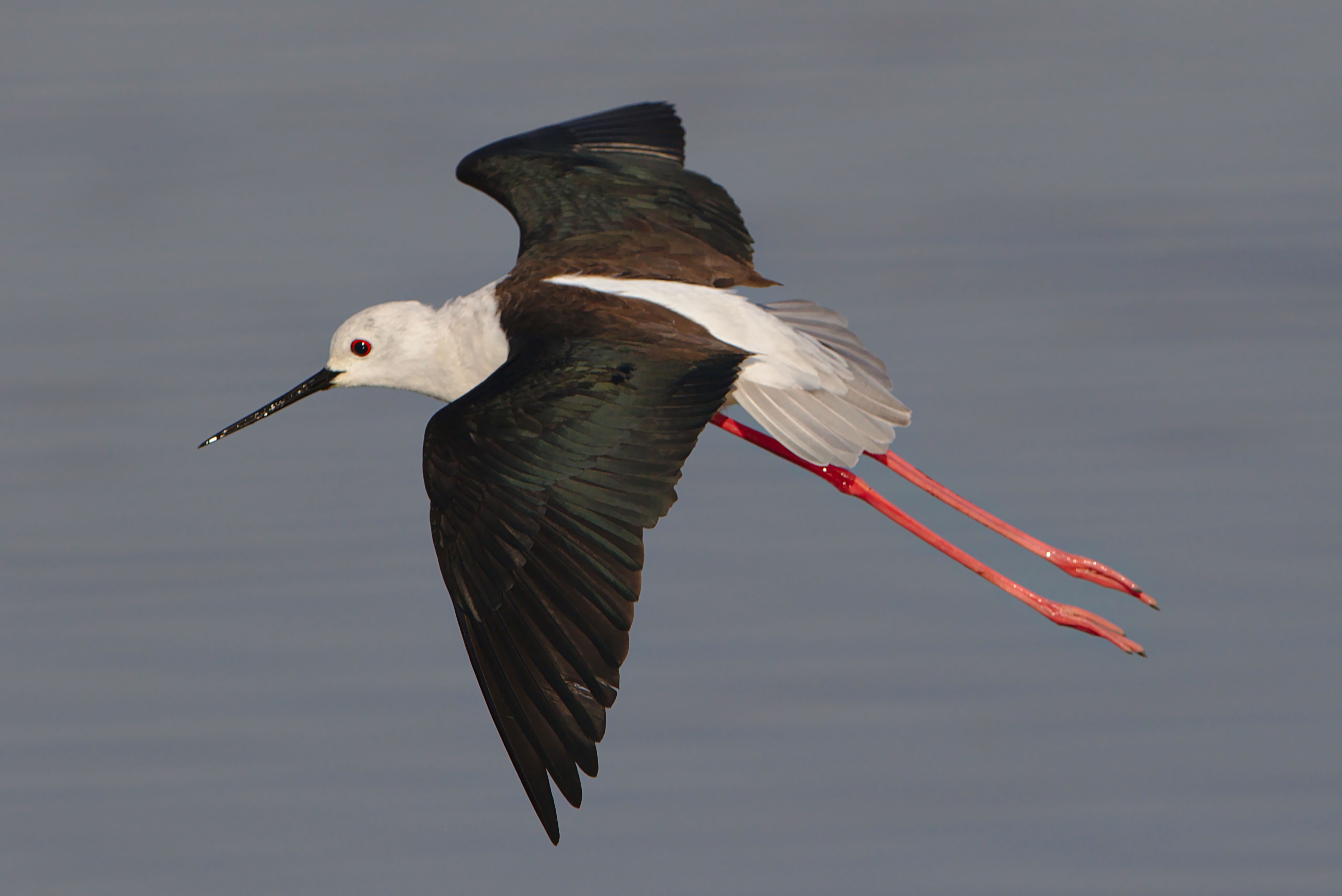 Black-Winged Stilt in Flight Over Water · Free Stock Photo