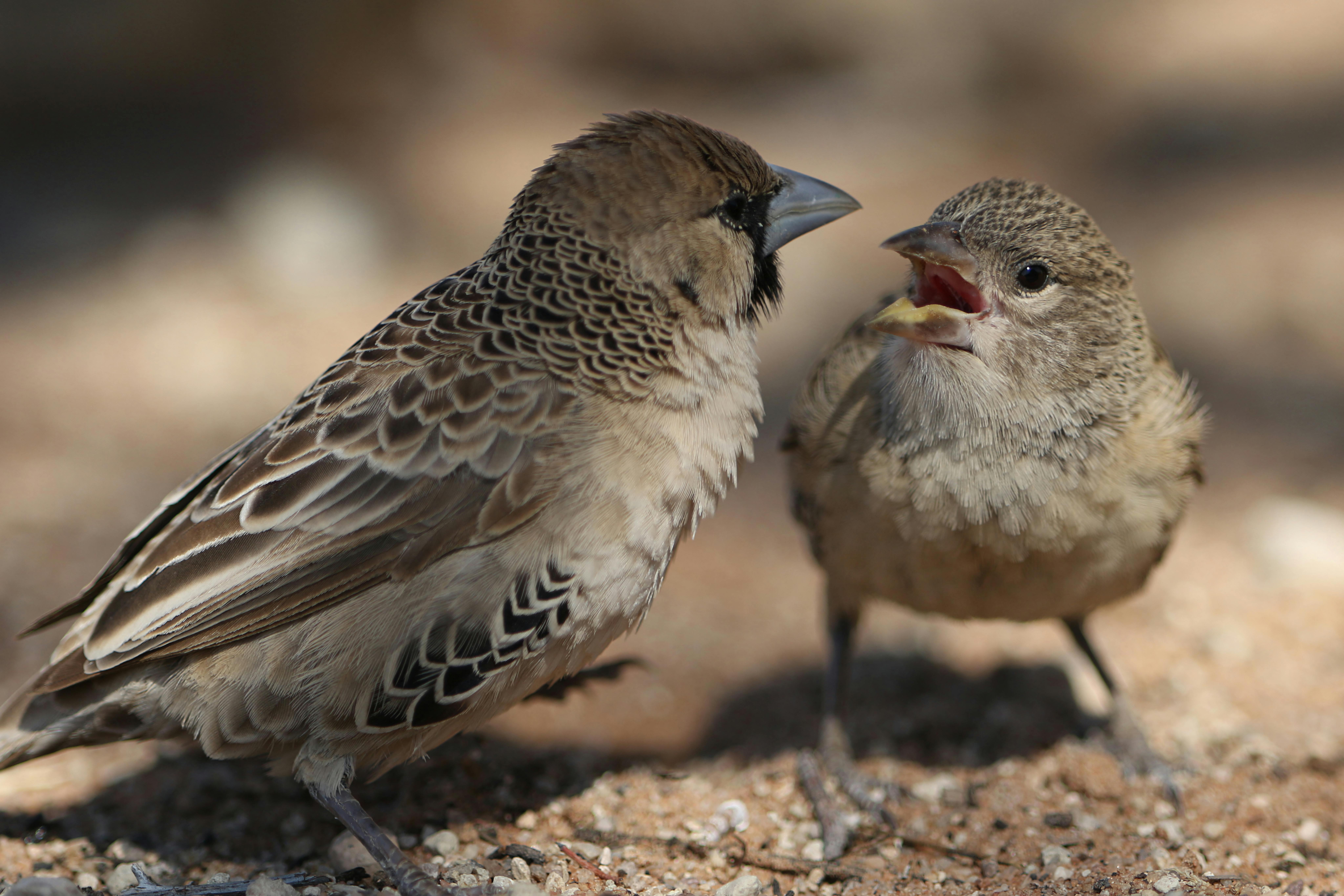 Advances in Animal Communication Research