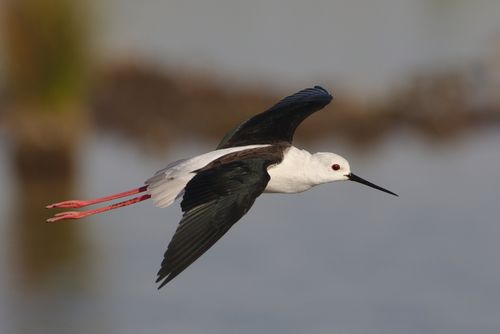 Free A Black-winged Stilt gracefully flying over a South African wetland. Stock Photo
