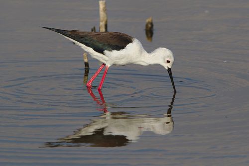 Free A Black-winged Stilt wading and feeding in the Marievale wetland reflection. Stock Photo