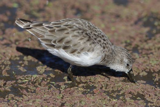 A little stint (Calidris minuta) foraging in a South African wetland, showcasing its distinctive plumage.