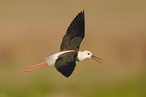 Free Close-up of a Black-winged Stilt flying over wetlands at sunrise. Stock Photo