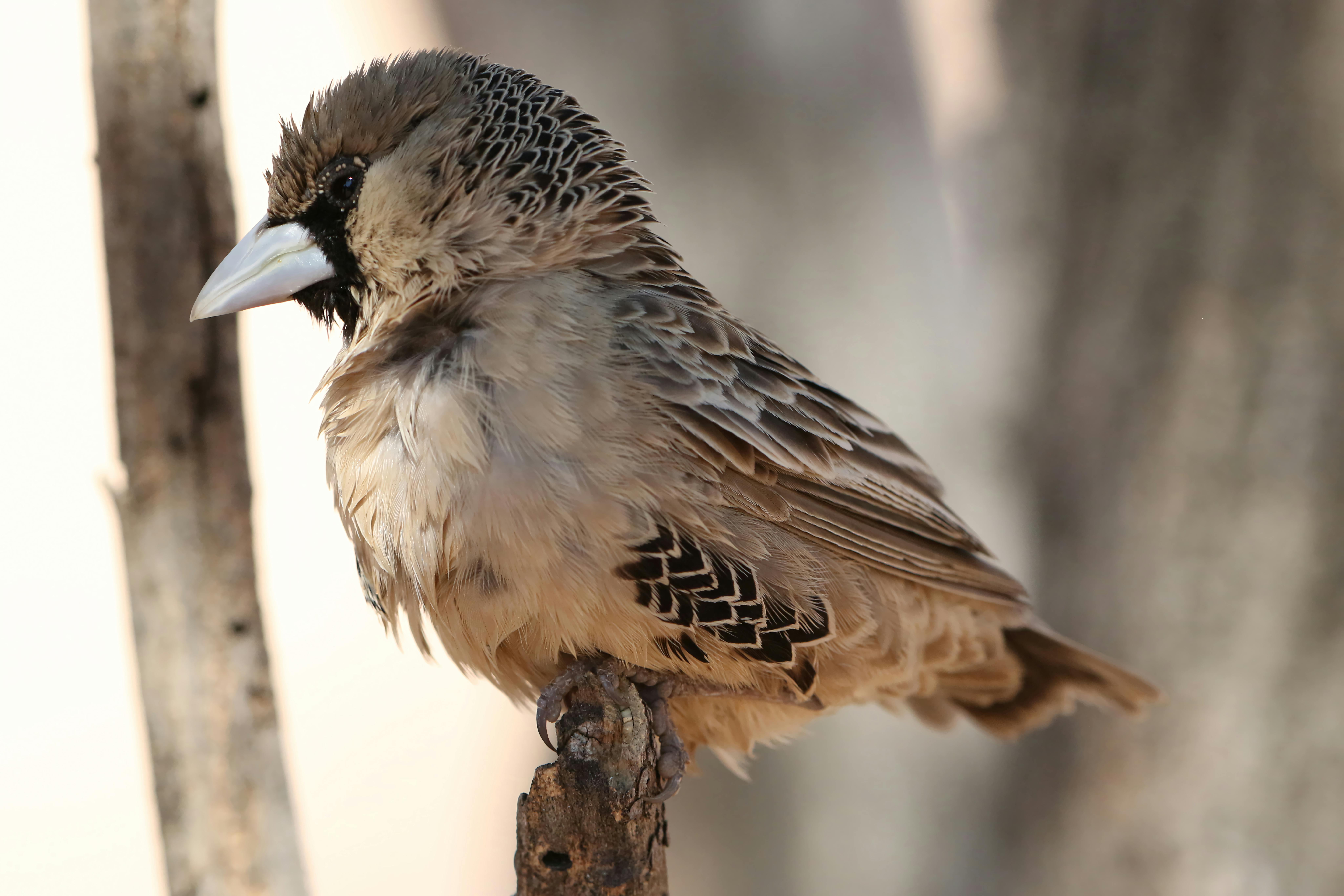 Sociable Weaver Colony — Kalahari South Africa