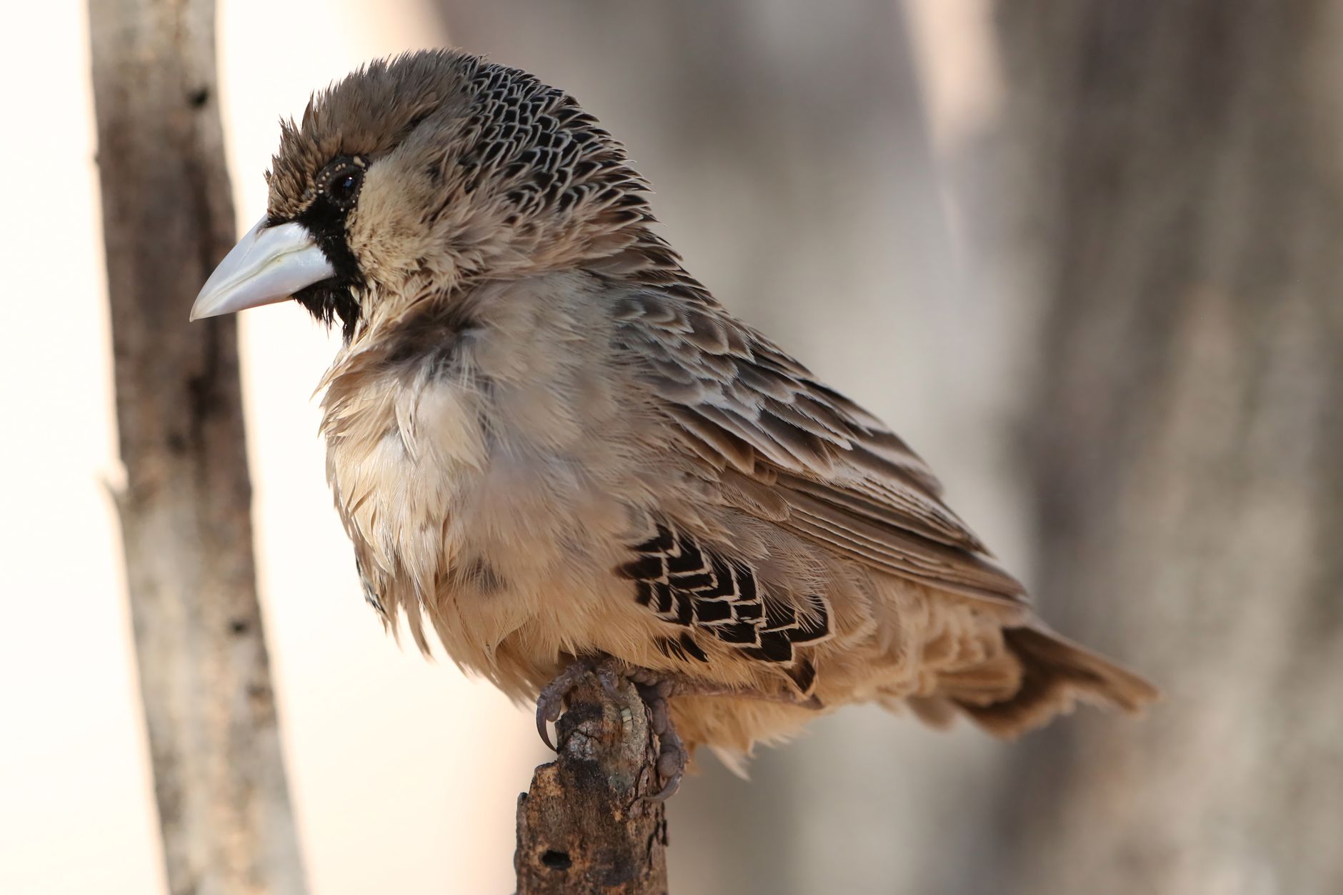 Detailed image of a Sociable Weaver perched on a branch in Kgalagadi, South Africa.