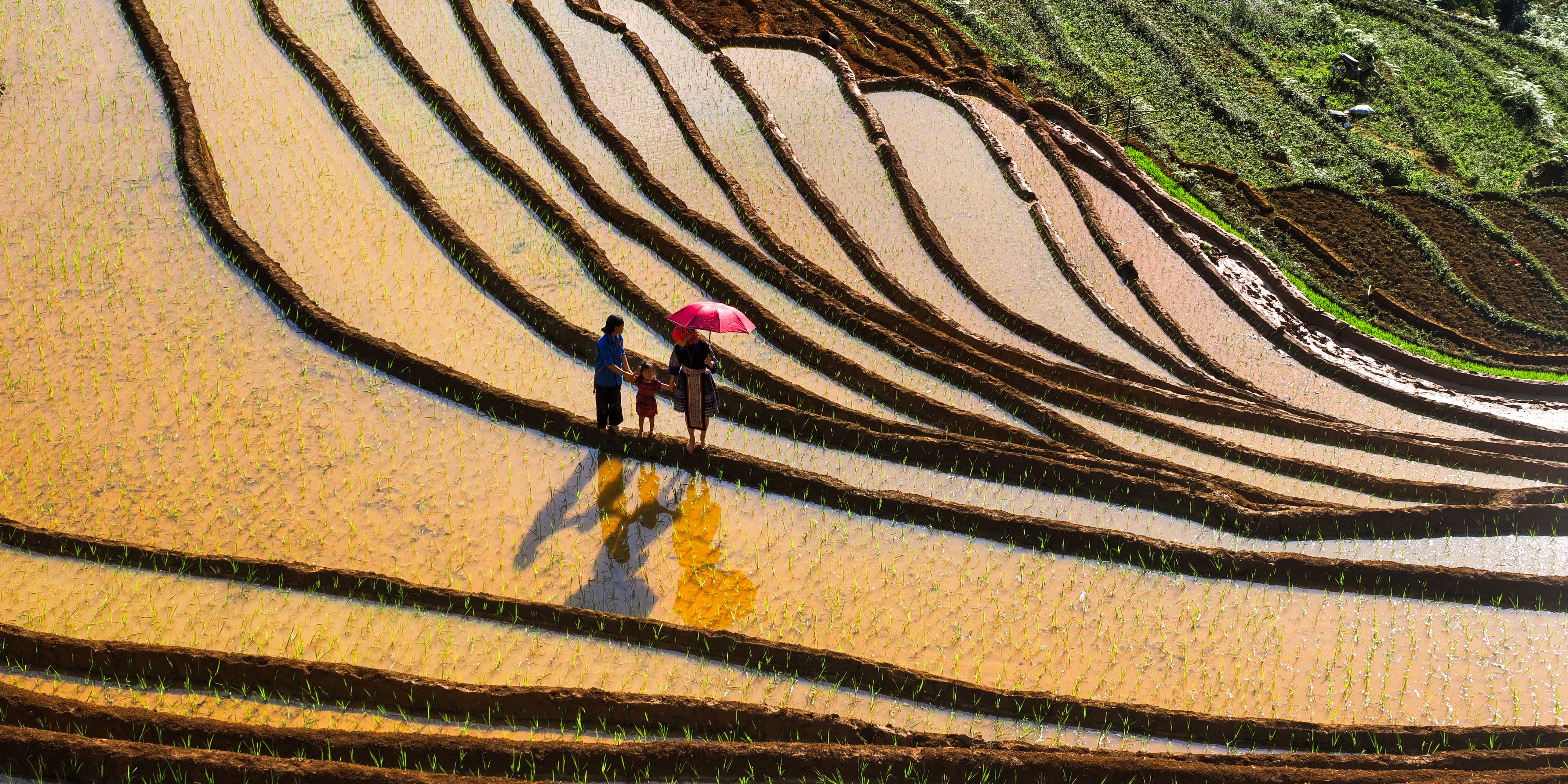 Aerial View of People in Rice Terraces · Free Stock Photo
