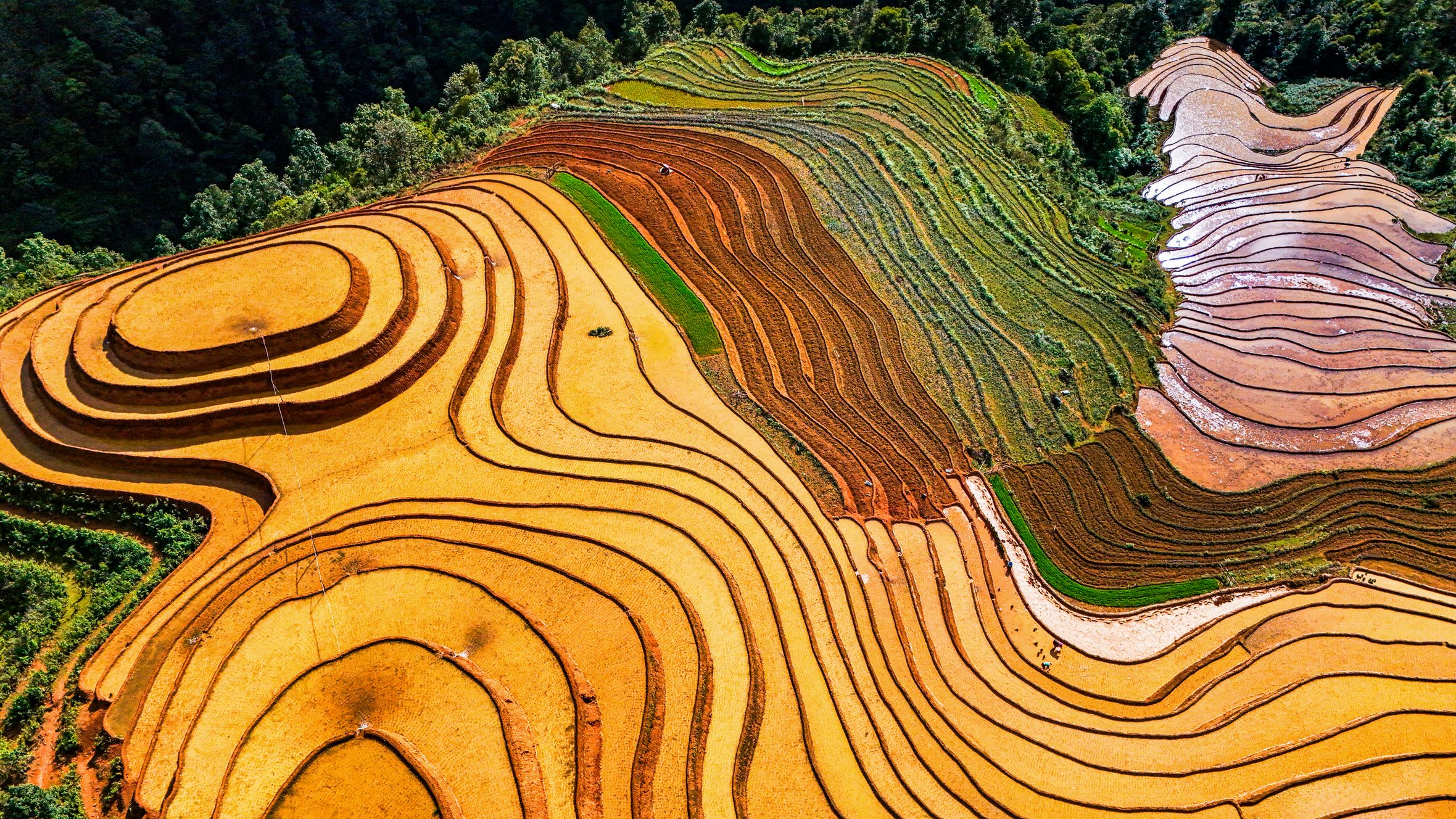 Stunning aerial shot of vibrant terraced rice fields in Vietnam during the day.