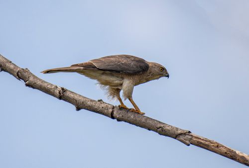 Free Shikra hawk perched on a bare branch against a clear blue sky. Stock Photo