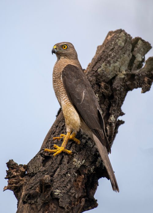 Free Crested Serpent Eagle (Spilornis cheela) perched on tree branch against clear sky. Stock Photo