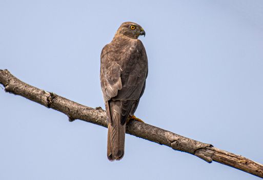 A detailed view of a hawk resting on a branch, captured in a natural setting.