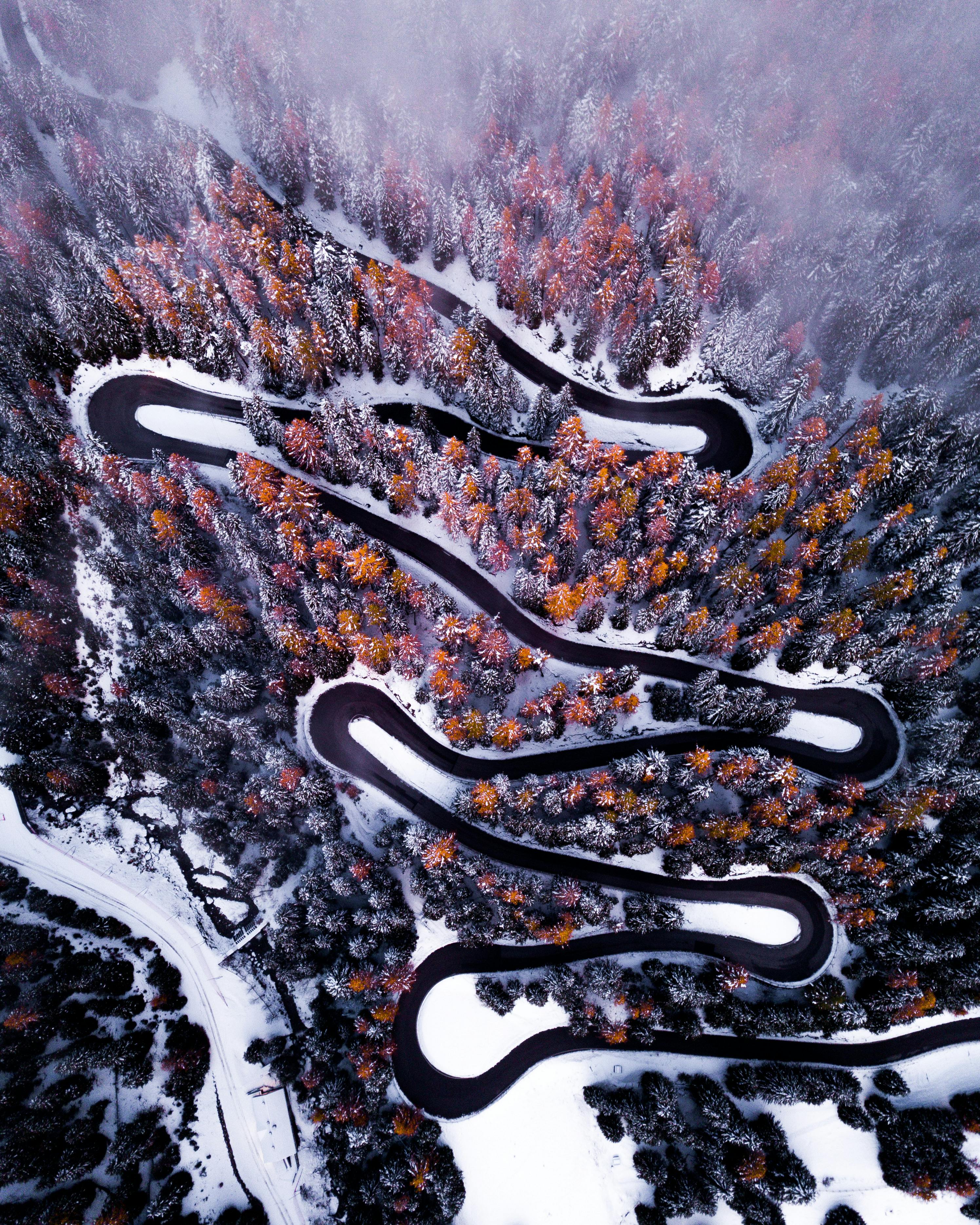 black paved road surrounding by trees