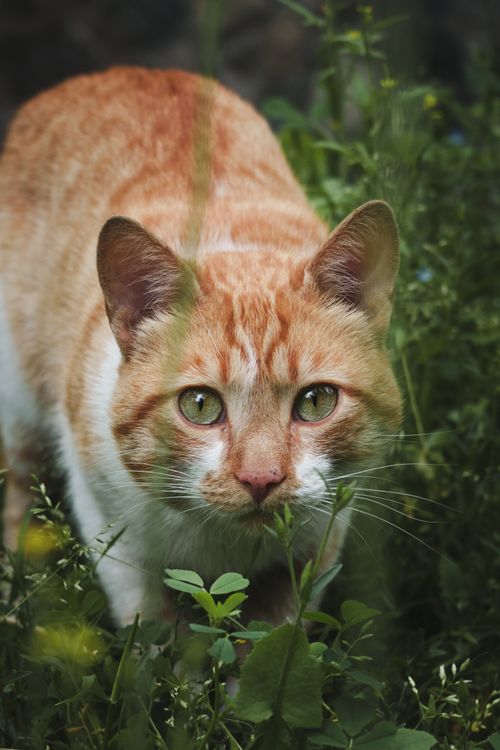Free Close-up of a ginger cat in a vibrant garden setting in San Jeronimo de Surco, Lima, Peru. Stock Photo
