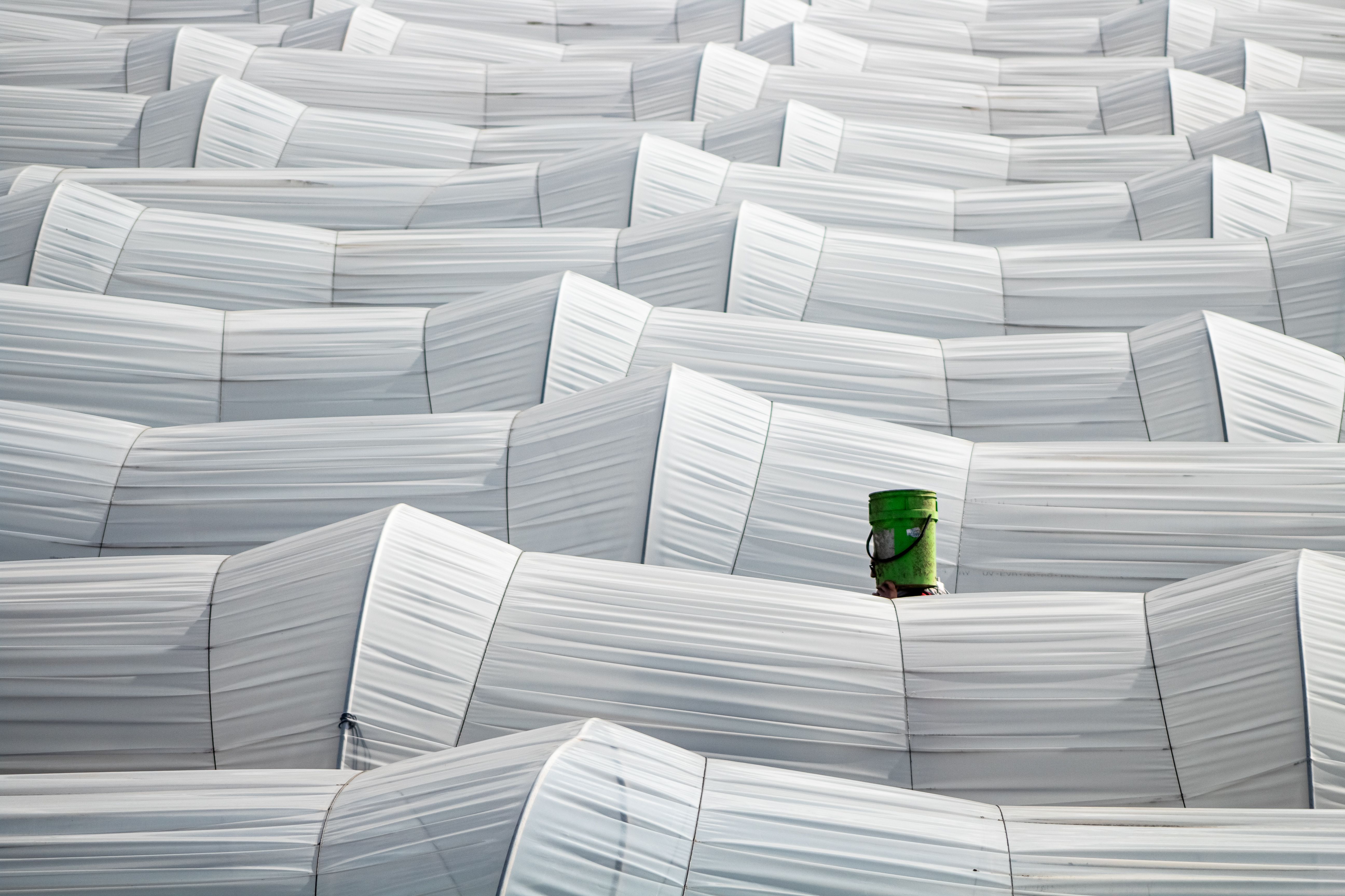 Rows of white greenhouse structures with a single green element, showcasing abstract farming patterns.