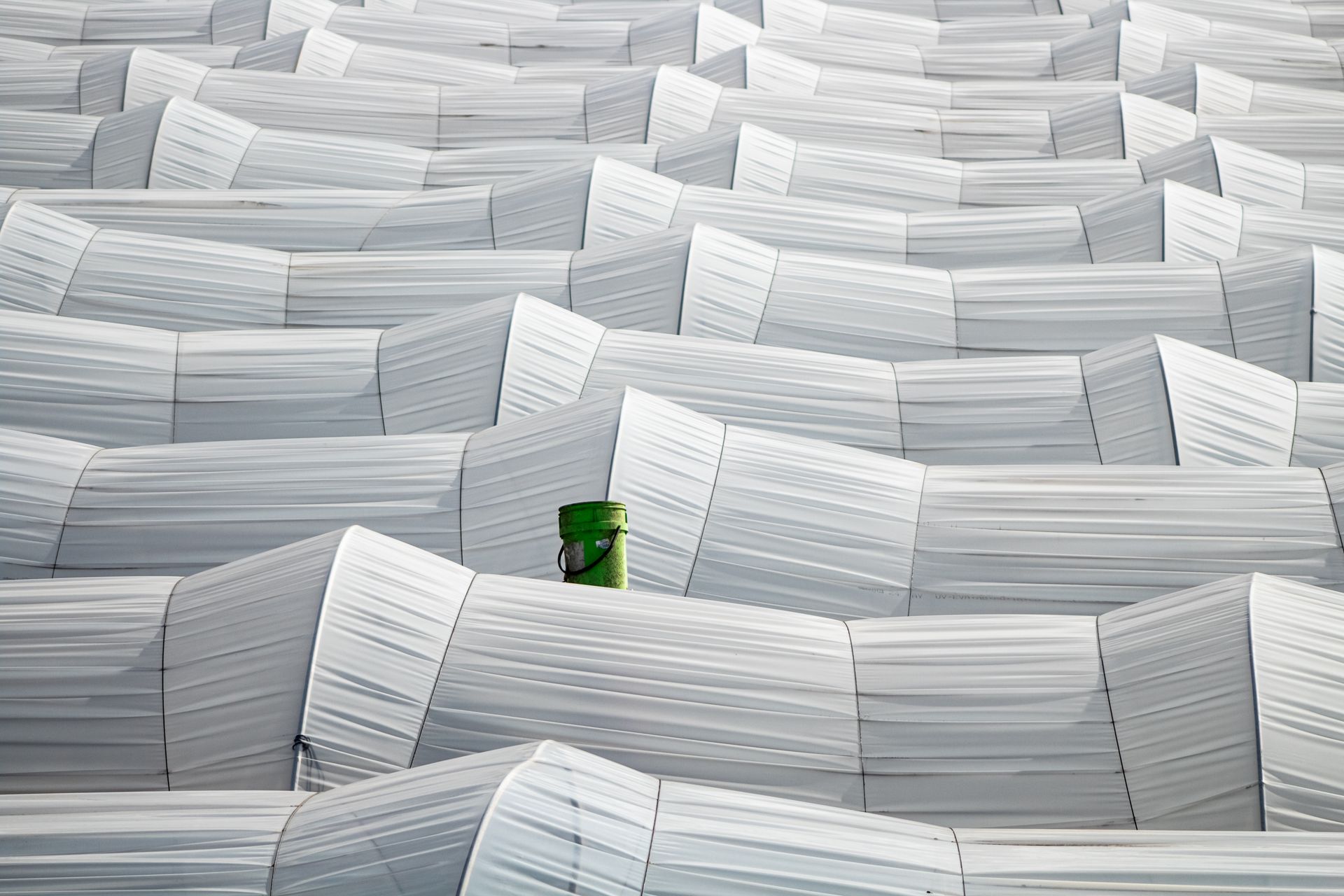 Aerial view of patterned white greenhouse roofs with a single green vent standout.