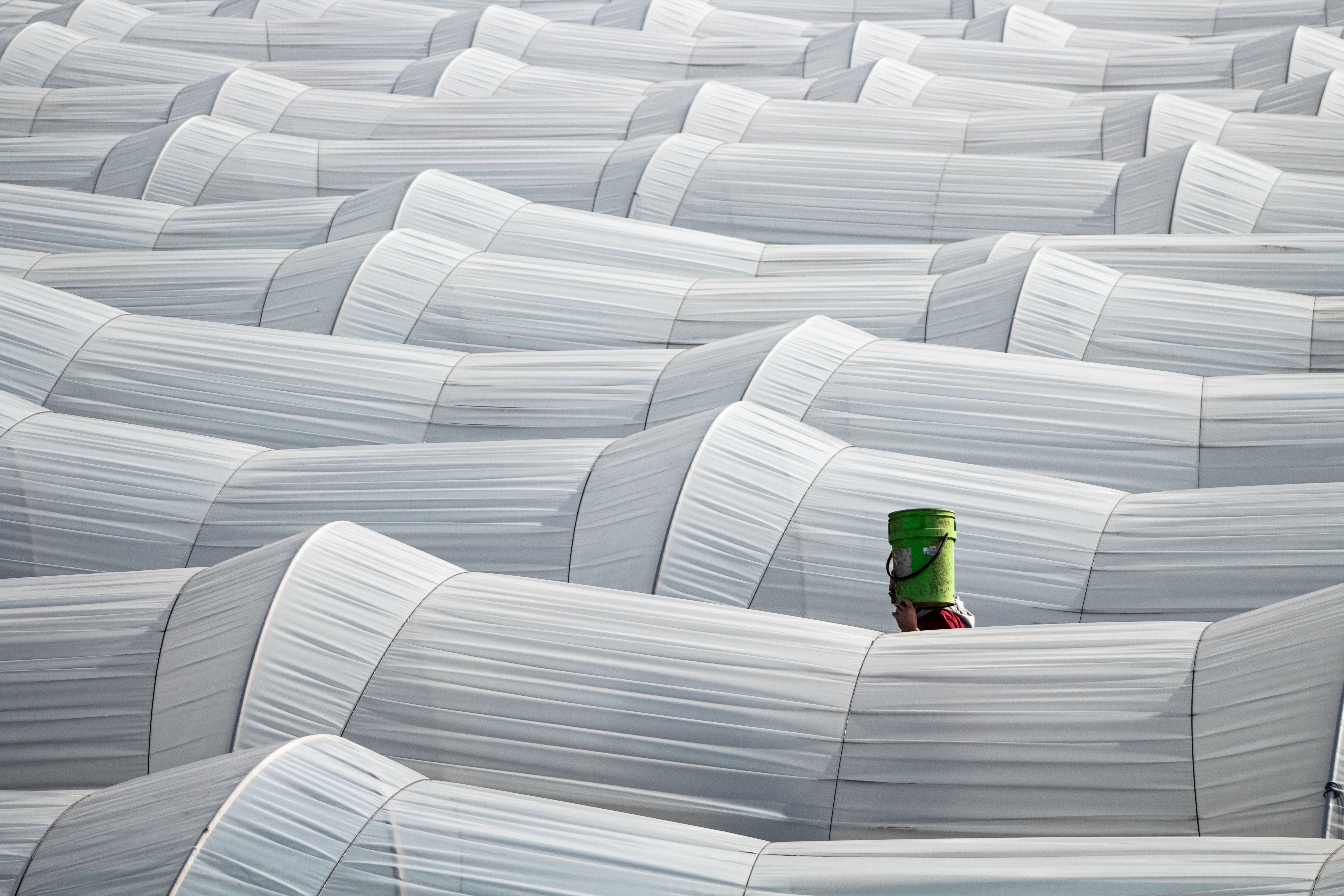 A lone person carries a bucket through a field of white tented greenhouse structures.