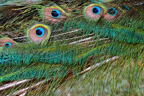 Free Detailed close-up of iridescent peacock feathers showcasing vivid colors and intricate patterns. Stock Photo
