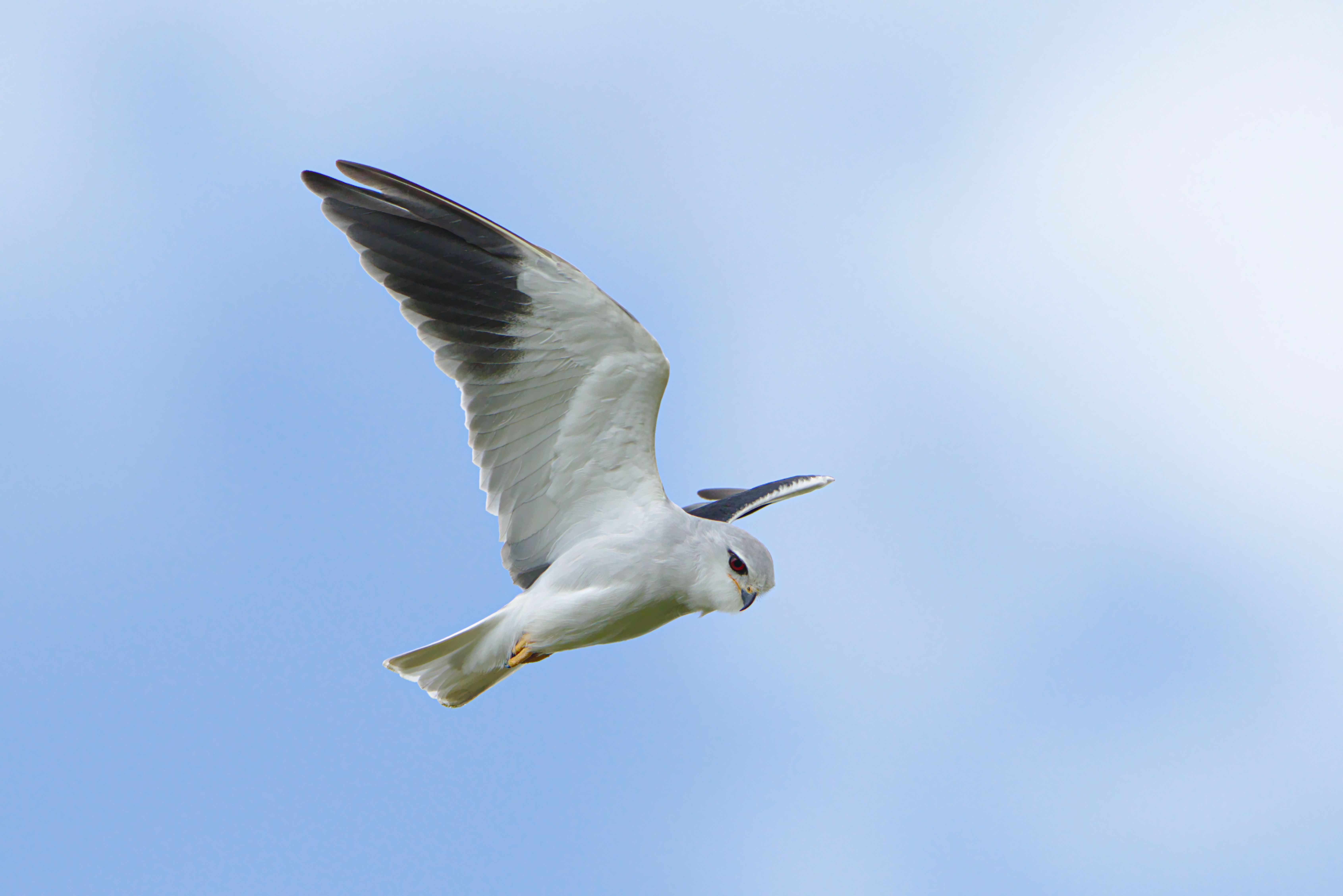 A black-winged kite (Elanus caeruleus) gliding gracefully in a clear blue sky.