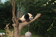 Giant Panda Habitat Why It s Crucial For Their Survival