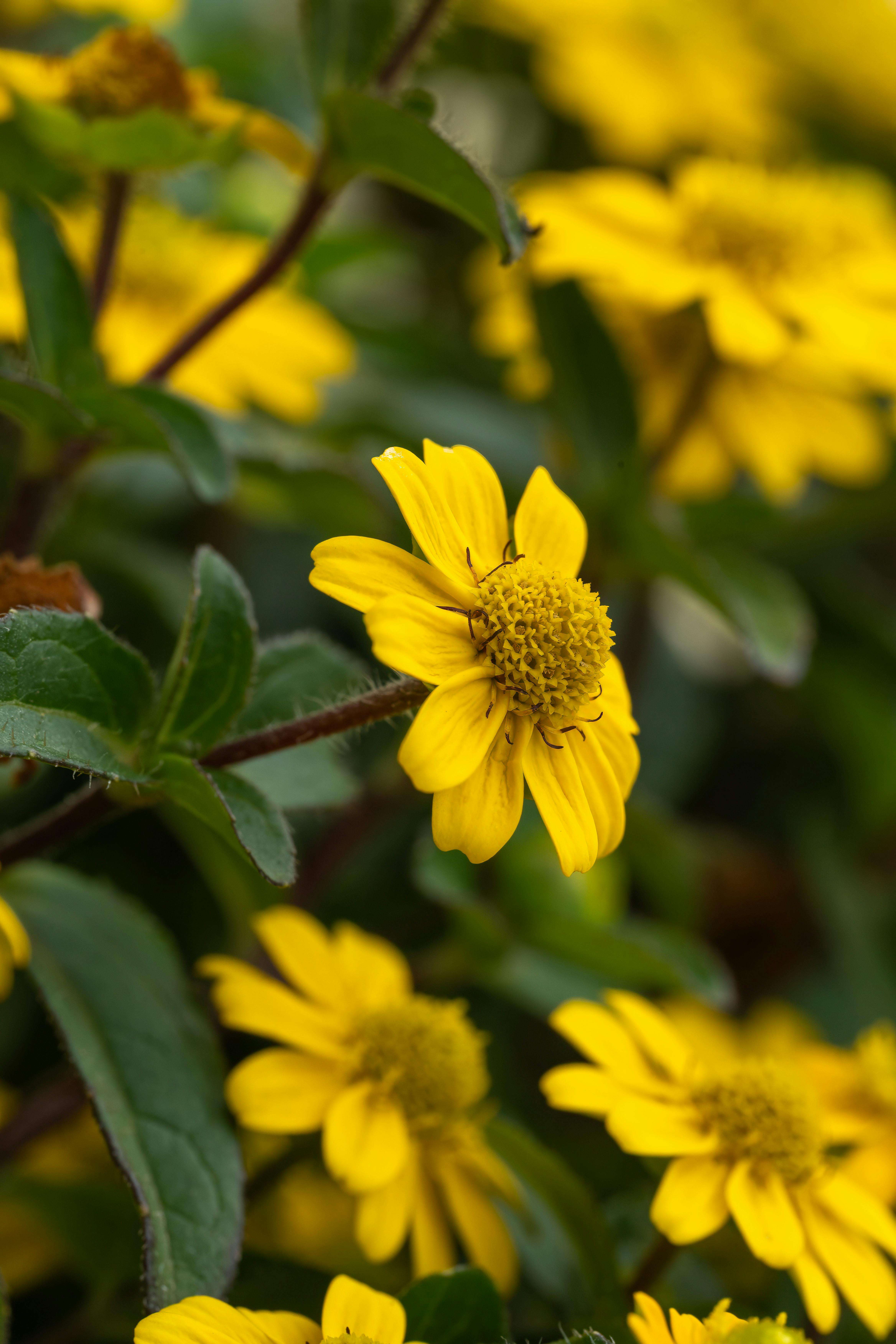 A Comprehensive Comparison: Tefal Easy Care vs. other Leading Brands