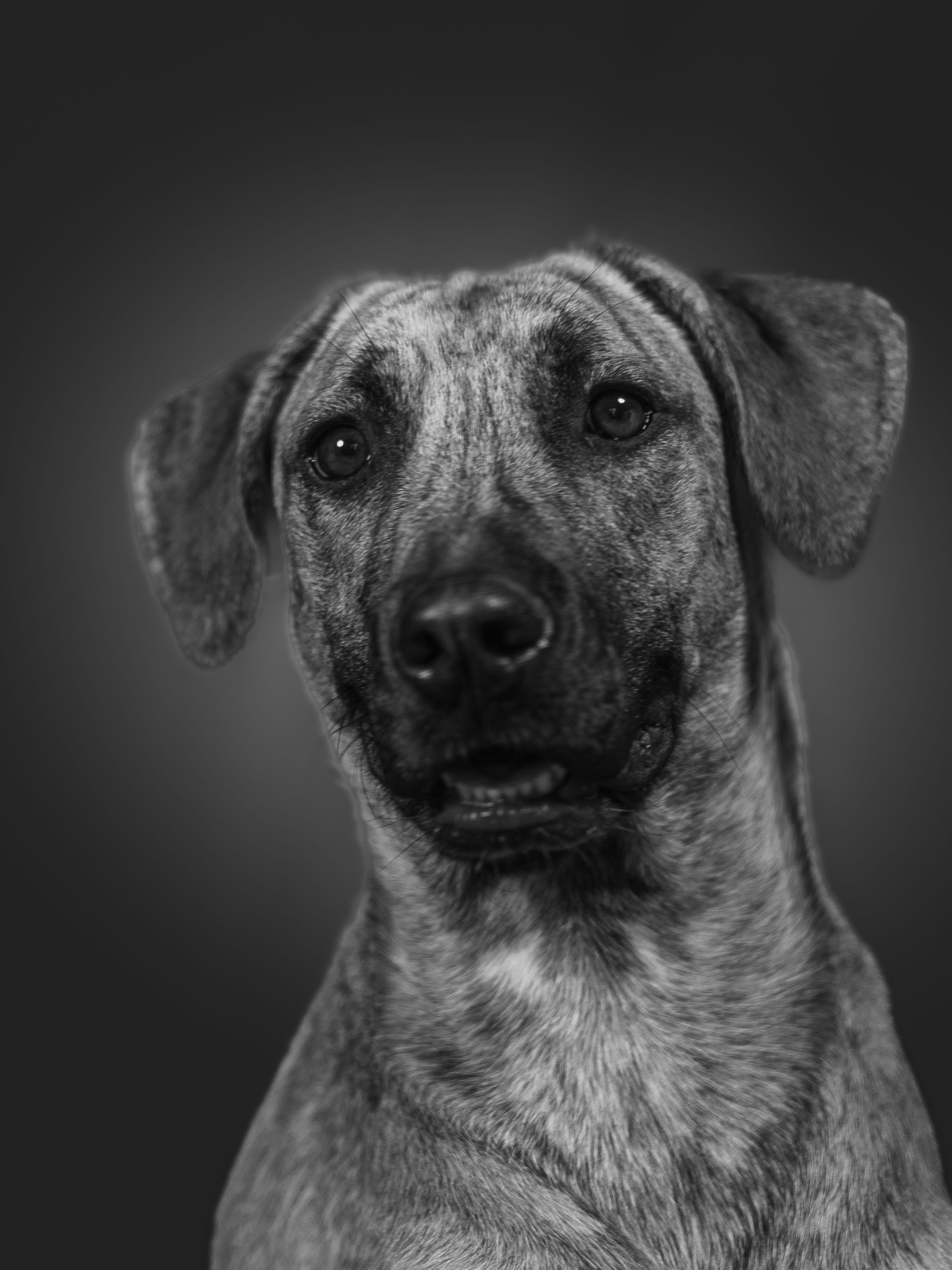 Why Is My Dog Suddenly Weak or Unable to Stand?