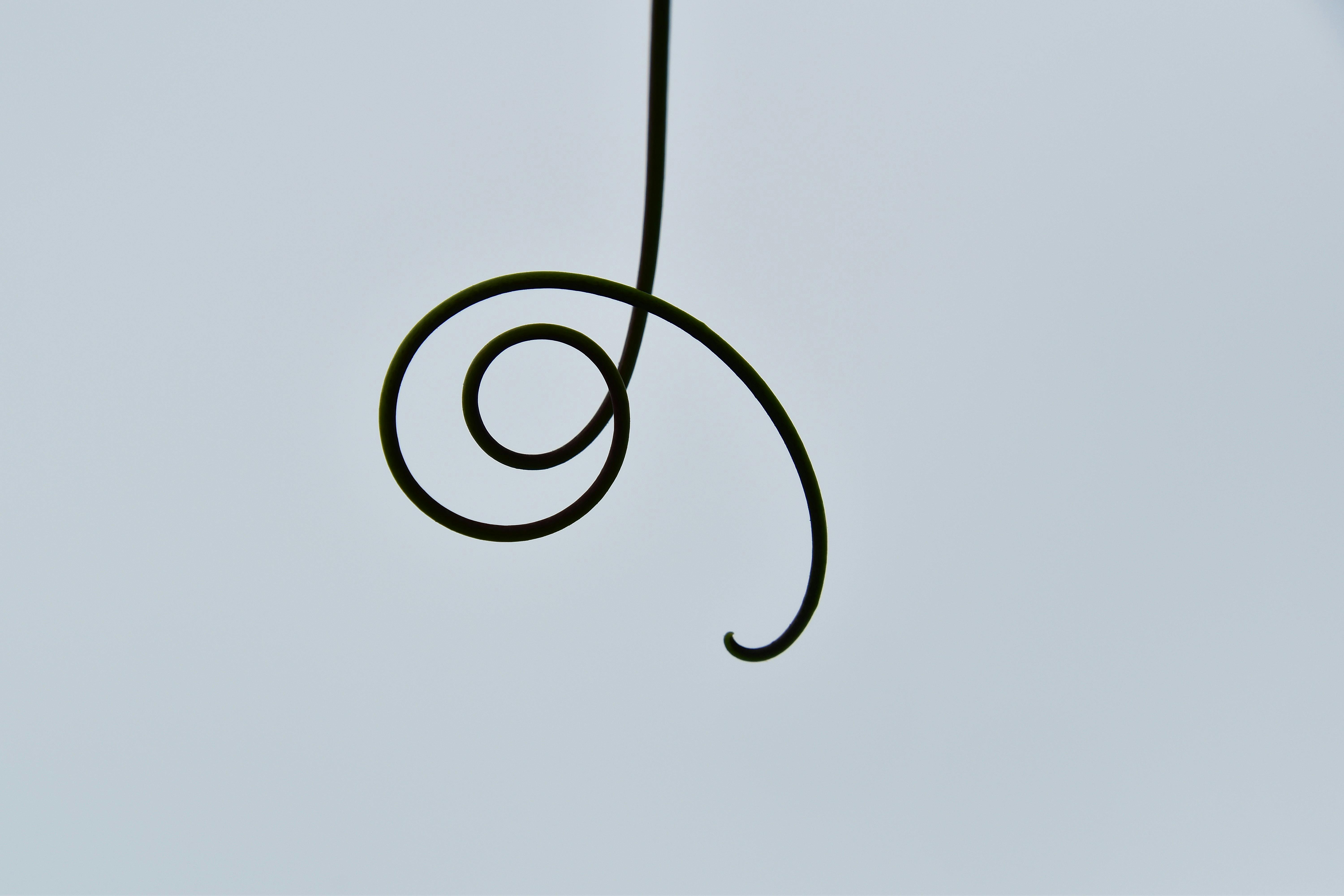Free A close-up of a spiraled tendril against a light sky, showcasing minimalist beauty. Stock Photo